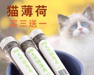 《以小森生活猫薄荷获得方法一览》（探索小森生活中获得猫薄荷的奇妙之旅）  第1张